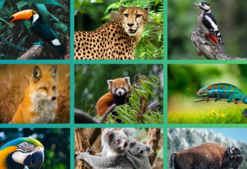 3 Mart Ümumdünya Vəhşi Təbiət Günüdür