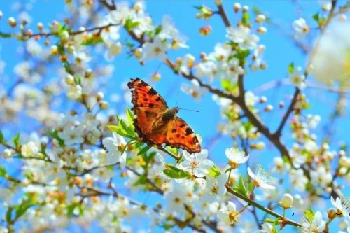 Sabah 29 dərəcə isti olacaq, axşam yağış yağacaq - Hava PROQNOZU