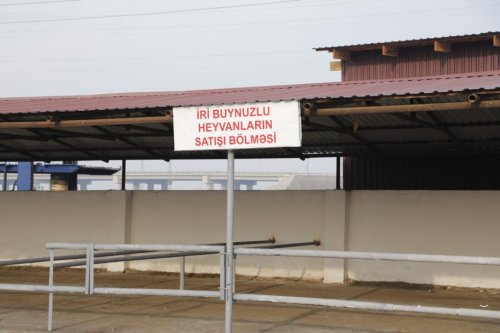 Salyanda heyvan bazarı yenidən qurulub